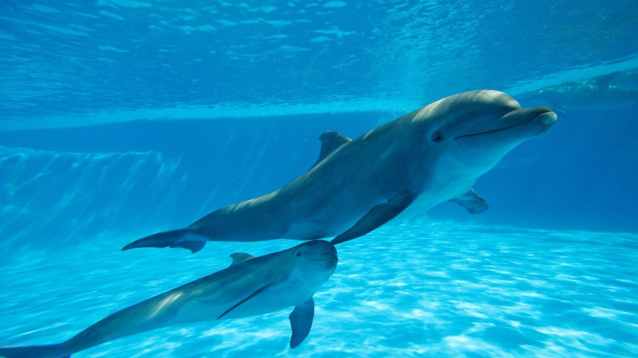 Krafttiere Krafttiere HPU Delfine